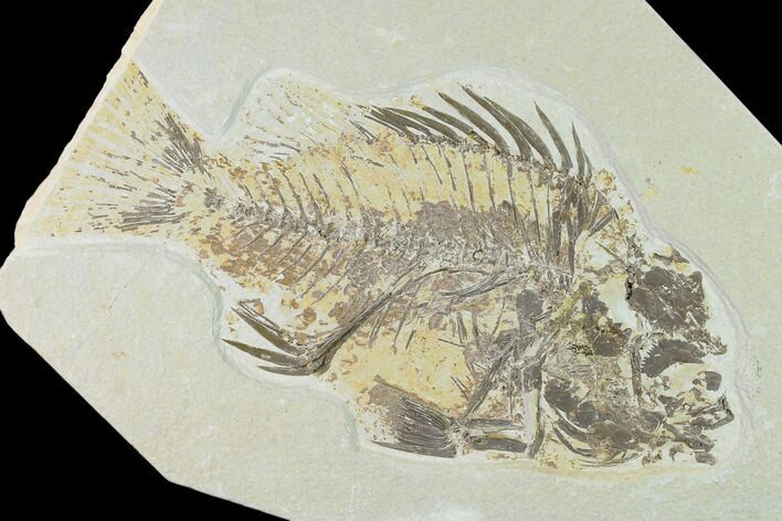 Bargain Fossil Fish (Priscacara) - Green River Formation #138436